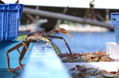 Close-up of insect on water