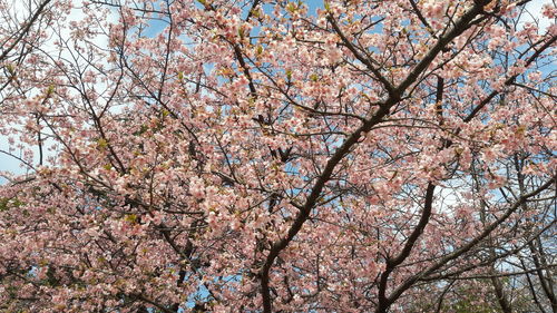 Low angle view of cherry blossom tree