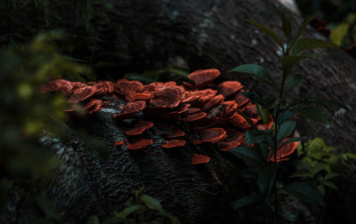 Close-up of fungus on tree trunk