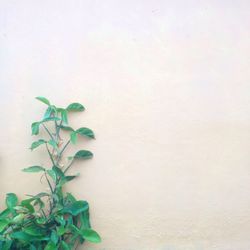 Close-up of ivy against white wall
