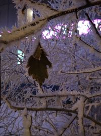 Low angle view of snow covered tree