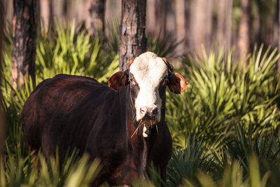 Herd of cattle travel through a marsh in louisiana and graze as they go.