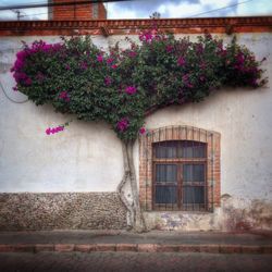 Flowers growing on tree