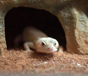 Close-up portrait of a lizard