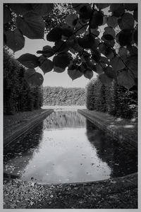 Reflection of trees and plants in water