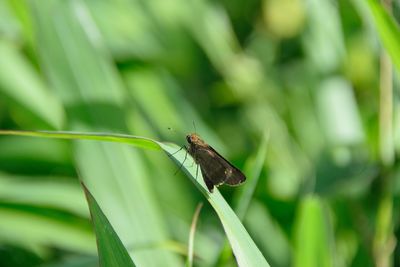 Close-up of butterfly on grass