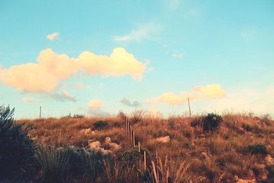 Plants on field against sky