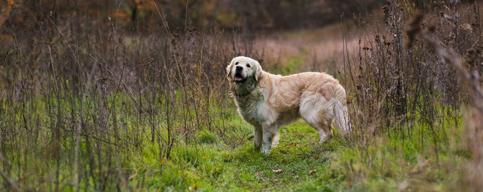 View of a dog on field