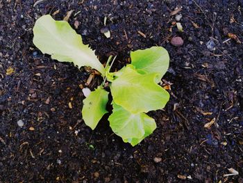 High angle view of fresh green leaves