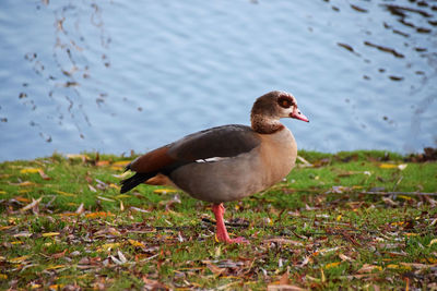 Duck on a lake