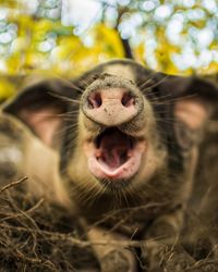 Close-up of pig yawning