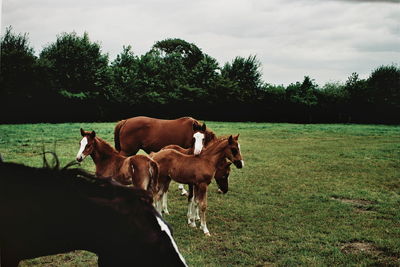 Horses on field against sky