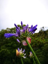 Close-up of purple flowering plant