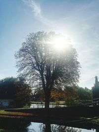 Sunlight streaming through trees against sky on sunny day