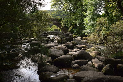 Rocks in forest