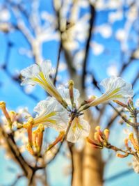 Close-up of white flowers on branch