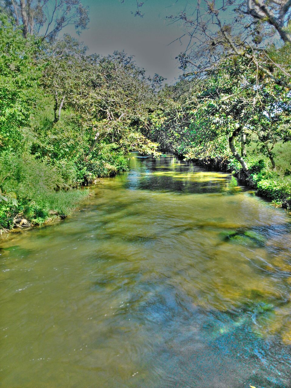 water, tree, tranquility, reflection, waterfront, green color, nature, beauty in nature, lake, tranquil scene, growth, scenics, river, forest, branch, rippled, idyllic, stream, day, pond