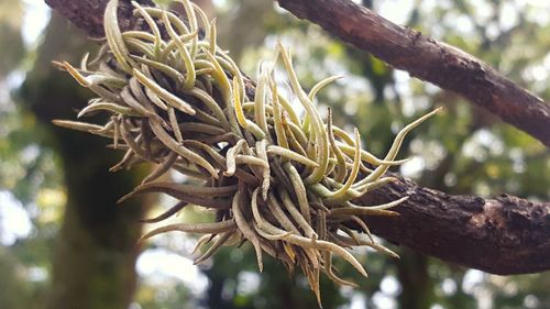 Close-up of tree branch