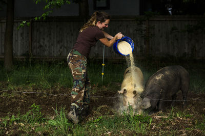 Side view of woman pouring grains on pigs while feeding them at farm