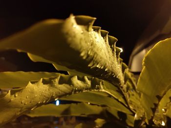 Close-up of flowering plant at night