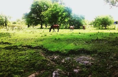 Horses on field against trees