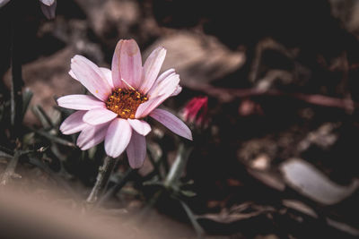 Close-up of pink flower