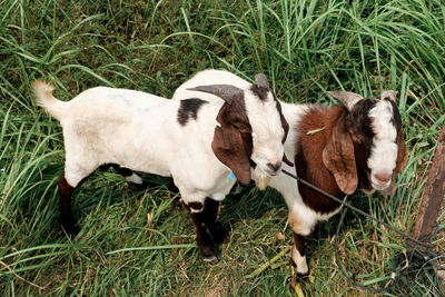 High angle view of horses on field