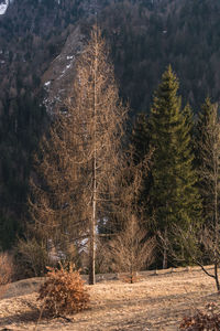 Pine trees in forest during winter