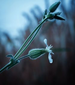 Close-up of green plant