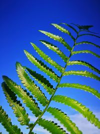 Low angle view of fern leaves against sky