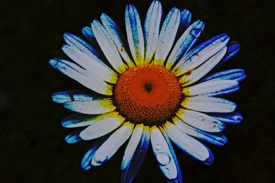 Close-up of blue flower blooming outdoors