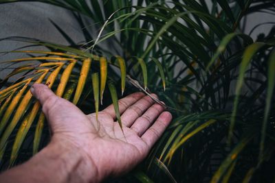 Cropped hand against plants