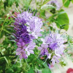 Close-up of purple flowers blooming