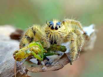 Close-up of spider