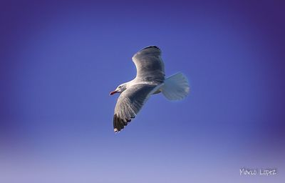 Low angle view of bird flying against clear blue sky