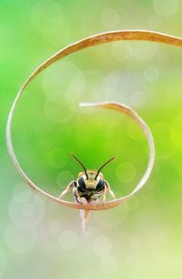 Close-up of insect on leaf