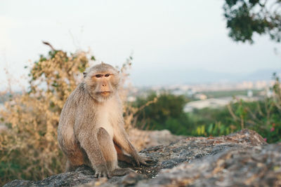 Portrait of monkey sitting on rock in forest