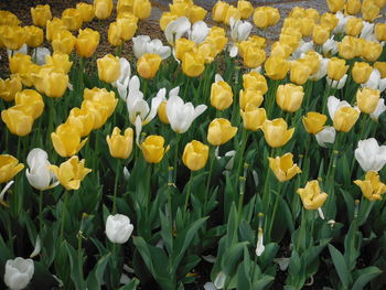 Close-up of yellow flowers blooming on field