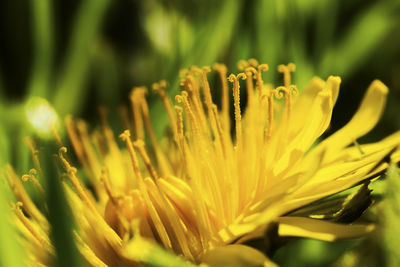 Close-up of yellow flowering plant