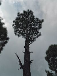 Low angle view of silhouette tree against sky