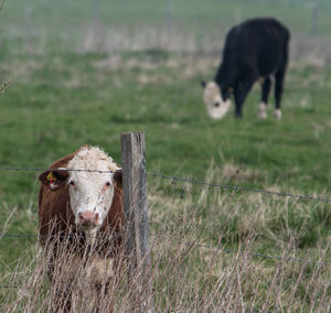 Cows in a field