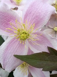 Close-up of flower blooming outdoors