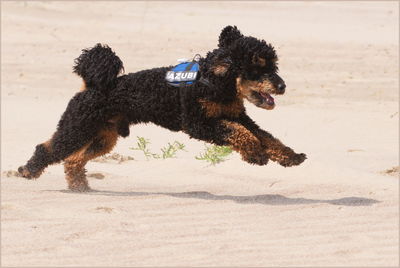 View of dog running on beach