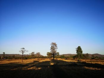 Scenic view of field against clear blue sky