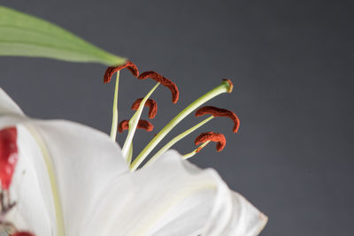 Extreme close up of flower