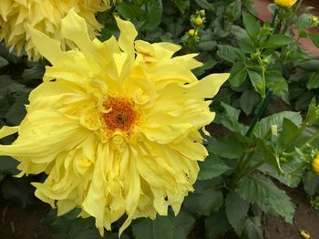 Close-up of yellow flowering plant