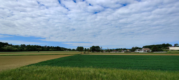 Scenic view of field against sky