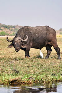 Side view of buffalo on field by lake against sky