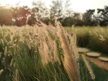 Close-up of stalks in field