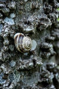 Close-up of snail on tree trunk